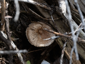 ( - HAY-F-005810)  @11 [ ] by-nc (2023) Stu Pickell Fungal Diversity Survey