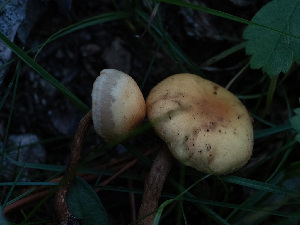  ( - HAY-F-005942)  @11 [ ] by-nc (2023) Stu Pickell Fungal Diversity Survey