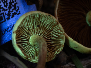  ( - HAY-F-005942)  @11 [ ] by-nc (2023) Stu Pickell Fungal Diversity Survey