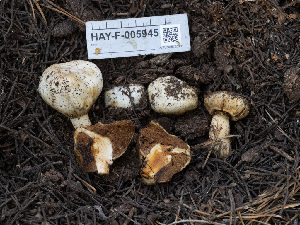  ( - HAY-F-005945)  @11 [ ] by-nc (2023) Stu Pickell Fungal Diversity Survey