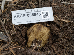  ( - HAY-F-005945)  @11 [ ] by-nc (2023) Stu Pickell Fungal Diversity Survey