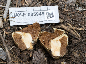  ( - HAY-F-005945)  @11 [ ] by-nc (2023) Stu Pickell Fungal Diversity Survey