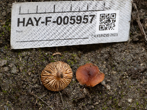  ( - HAY-F-005957)  @11 [ ] by-nc (2023) Stu Pickell Fungal Diversity Survey