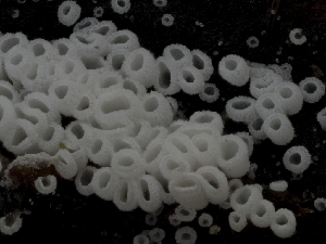  ( - HAY-F-005961)  @11 [ ] by-nc (2023) Stu Pickell Fungal Diversity Survey