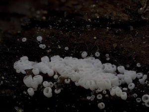  ( - HAY-F-005961)  @11 [ ] by-nc (2023) Stu Pickell Fungal Diversity Survey