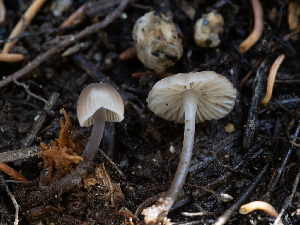  ( - HAY-F-005962)  @11 [ ] by-nc (2023) Stu Pickell Fungal Diversity Survey