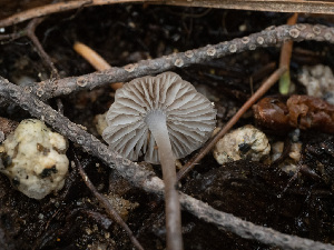  ( - HAY-F-005962)  @11 [ ] by-nc (2023) Stu Pickell Fungal Diversity Survey