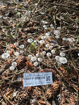  ( - HAY-F-006339)  @11 [ ] by (2023) Mandy Hackney Fungal Diversity Survey