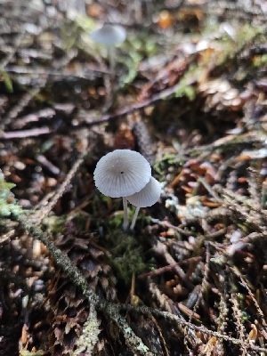  ( - HAY-F-006339)  @11 [ ] by (2023) Mandy Hackney Fungal Diversity Survey