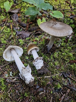  ( - HAY-F-006338)  @11 [ ] by (2023) Mandy Hackney Fungal Diversity Survey