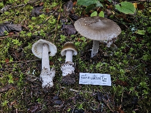  ( - HAY-F-006338)  @11 [ ] by (2023) Mandy Hackney Fungal Diversity Survey