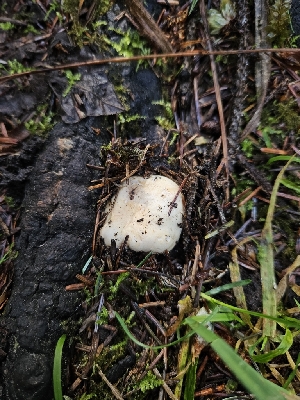  ( - HAY-F-006185)  @11 [ ] by (2023) Mandy Hackney Fungal Diversity Survey