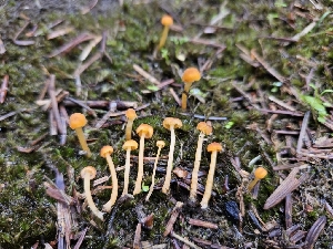  ( - HAY-F-006189)  @11 [ ] by (2023) Mandy Hackney Fungal Diversity Survey
