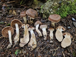  (Cortinarius sp. CA33 - HAY-F-006220)  @11 [ ] by (2023) Mandy Hackney Fungal Diversity Survey