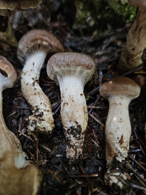  ( - HAY-F-006220)  @11 [ ] by (2023) Mandy Hackney Fungal Diversity Survey