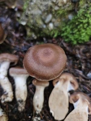  ( - HAY-F-006220)  @11 [ ] by (2023) Mandy Hackney Fungal Diversity Survey
