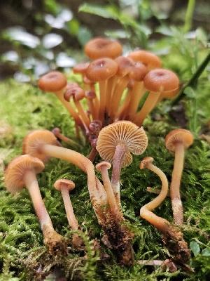  ( - HAY-F-006337)  @11 [ ] by (2023) Mandy Hackney Fungal Diversity Survey