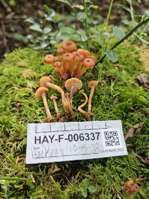  ( - HAY-F-006337)  @11 [ ] by (2023) Mandy Hackney Fungal Diversity Survey
