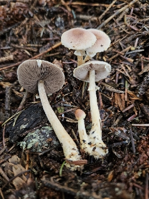  ( - HAY-F-006336)  @11 [ ] by (2023) Mandy Hackney Fungal Diversity Survey