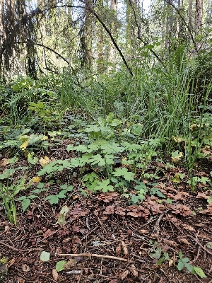  ( - HAY-F-006336)  @11 [ ] by (2023) Mandy Hackney Fungal Diversity Survey