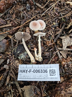  ( - HAY-F-006336)  @11 [ ] by (2023) Mandy Hackney Fungal Diversity Survey