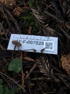  (Auriscalpiaceae - HAY-F-007029)  @11 [ ] by-nc (2023) Dean Lyons Fungal Diversity Survey