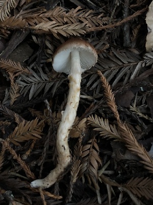  (Limacella sp. glioderma-PNW01 - HAY-F-007028)  @11 [ ] by-nc (2023) Dean Lyons Fungal Diversity Survey