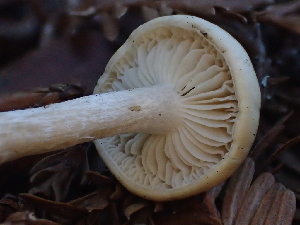 ( - HAY-F-007032)  @11 [ ] by-nc (2023) Dean Lyons Fungal Diversity Survey