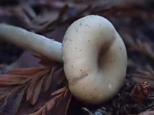  ( - HAY-F-007032)  @11 [ ] by-nc (2023) Dean Lyons Fungal Diversity Survey