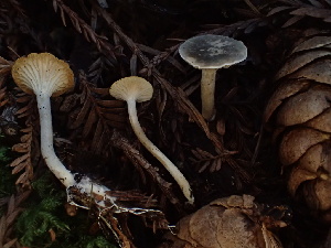  (Spodocybe - HAY-F-007058)  @11 [ ] by-nc (2023) Dean Lyons Fungal Diversity Survey