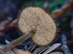  ( - HAY-F-007029)  @11 [ ] by-nc (2023) Dean Lyons Fungal Diversity Survey