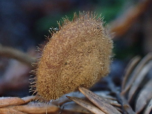  ( - HAY-F-007029)  @11 [ ] by-nc (2023) Dean Lyons Fungal Diversity Survey