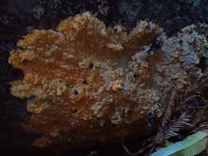  ( - HAY-F-007027)  @11 [ ] by-nc (2023) Dean Lyons Fungal Diversity Survey