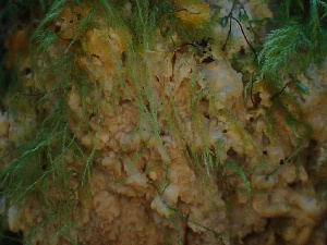  ( - HAY-F-007027)  @11 [ ] by-nc (2023) Dean Lyons Fungal Diversity Survey