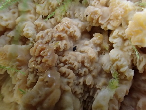  ( - HAY-F-007027)  @11 [ ] by-nc (2023) Dean Lyons Fungal Diversity Survey