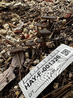  ( - HAY-F-001326)  @11 [ ] by-nc (2023) Aaron Tupac Fungal Diversity Survey