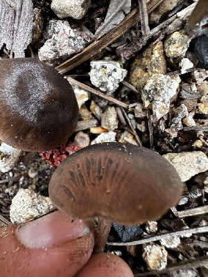  ( - HAY-F-001326)  @11 [ ] by-nc (2023) Aaron Tupac Fungal Diversity Survey