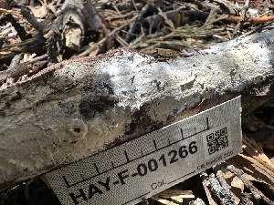  (Gloiothele sp. CA01 - HAY-F-001266)  @11 [ ] by-nc (2023) Aaron Tupac Fungal Diversity Survey