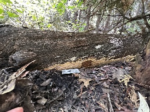  ( - HAY-F-001267)  @11 [ ] by-nc (2023) Aaron Tupac Fungal Diversity Survey