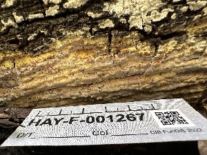  ( - HAY-F-001267)  @11 [ ] by-nc (2023) Aaron Tupac Fungal Diversity Survey