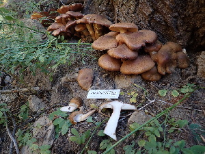  ( - HAY-F-004255)  @11 [ ] by-nc (2023) Jaren Hockert Fungal Diversity Survey
