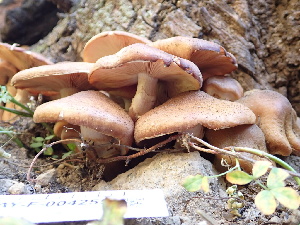  ( - HAY-F-004255)  @11 [ ] by-nc (2023) Jaren Hockert Fungal Diversity Survey