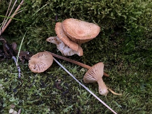  ( - HAY-F-007095)  @11 [ ] by-nc (2023) Dean Lyons Fungal Diversity Survey