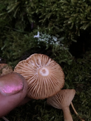  ( - HAY-F-007095)  @11 [ ] by-nc (2023) Dean Lyons Fungal Diversity Survey