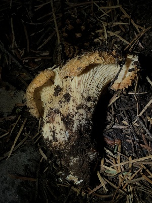  (Turbinellus sp. floccosus-PNW01 - HAY-F-007107)  @11 [ ] by-nc (2023) Dean Lyons Fungal Diversity Survey