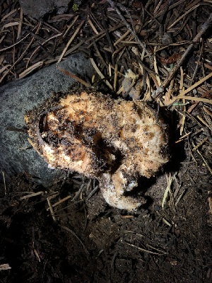 ( - HAY-F-007107)  @11 [ ] by-nc (2023) Dean Lyons Fungal Diversity Survey