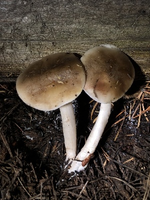  (Pluteus - HAY-F-007105)  @11 [ ] by-nc (2023) Dean Lyons Fungal Diversity Survey