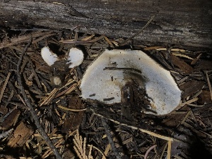  (Picipes sp. CA01 - HAY-F-007102)  @11 [ ] by-nc (2023) Dean Lyons Fungal Diversity Survey