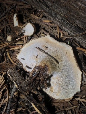  ( - HAY-F-007102)  @11 [ ] by-nc (2023) Dean Lyons Fungal Diversity Survey