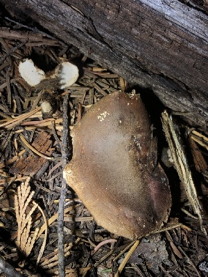  ( - HAY-F-007102)  @11 [ ] by-nc (2023) Dean Lyons Fungal Diversity Survey